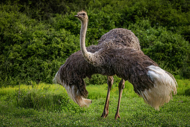 istock Ostrich Standing Tall in a Lush Green Meadow 2211234470
