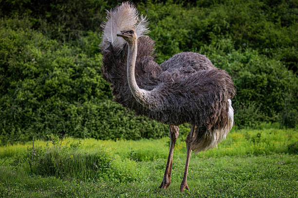 istock Ostrich Displaying Its Plumage in South Africa 2211234484