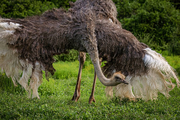 istock Ostrich Feeding Amidst Lush Greenery in South Africa 2211234500