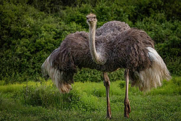 Ostrich Pair in South African Wilderness