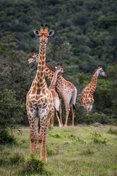 istock Giraffes Roaming in Harmony on a Rolling Hillside 2211234824