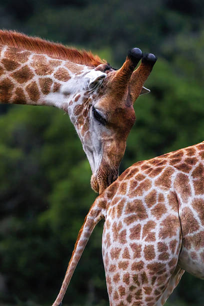istock Giraffe Companionship: Close Interaction in the Greenery 2211234996