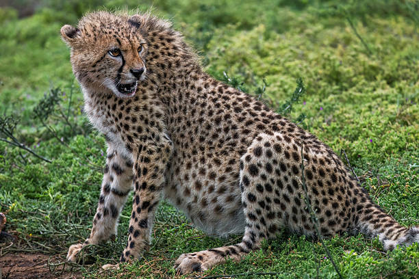 istock Young Cheetah (Acinonyx jubatus) in the African Wilderness 2211235069
