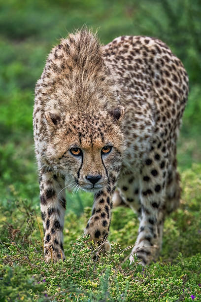 istock Cheetah (Acinonyx jubatus) in African Wilderness 2211235072