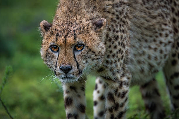 istock Cheetah (Acinonyx jubatus) Intense Gaze in African Wilderness 2211235141