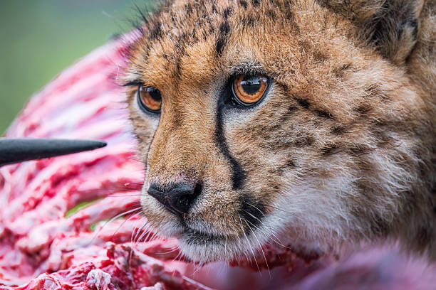 A young cheetah (Acinonyx jubatus) feeds on a fresh carcass, its intense amber eyes and blood-streaked fur capturing the raw energy of survival in the African wilderness. This photo was taken in South Africa.