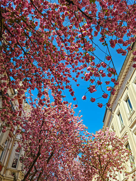 Bottom view of blooming pink cherry blossom trees against blue sky between city buildings. Spring landscape.