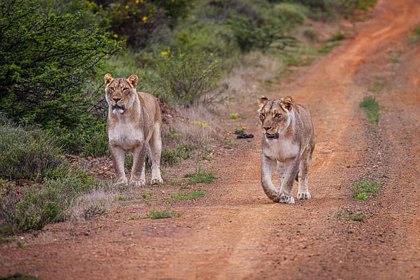 Two lionesses (Panthera leo) walk together down a red dirt road that winds through the rugged wilderness of South Africa. Their focused expressions and powerful presence capture the untamed spirit of the African savanna. This photo was taken in South Africa.