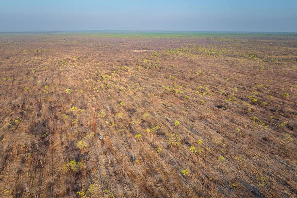 istock Dry Bushveld with Emerging Greenery in Panyame, Mozambique 2211236844