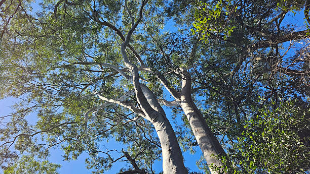 istock Beautiful, straight lemon-scented gum trees stand tall in forest. Their white barked trunks display light and shadow. Economically important timber species, Essential oils fragrant scent green leaves 2211238977