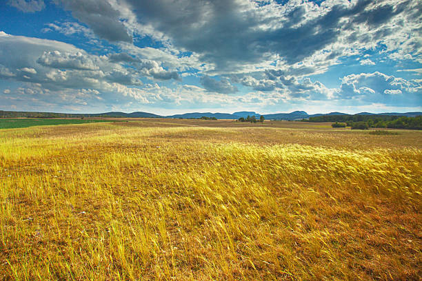 A wide panoramic shot captures an expansive golden field swaying gently beneath a dynamic sky filled with dramatic clouds and patches of bright blue in the countryside. Distant rolling hills and scattered greenery create a picturesque horizon. The scene evokes a sense of rural vastness and the natural beauty of an agricultural landscape.