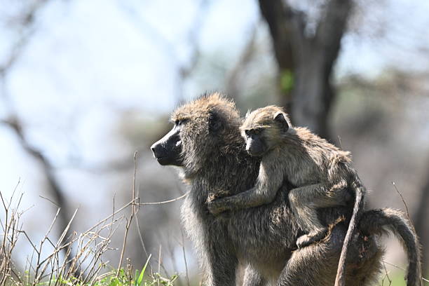 istock Safari animal 2211239957