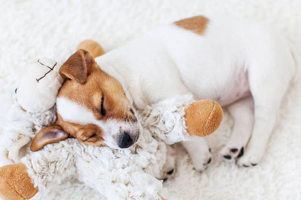 istock Little white puppy sleeping on white cozy blanket at home 2211240427