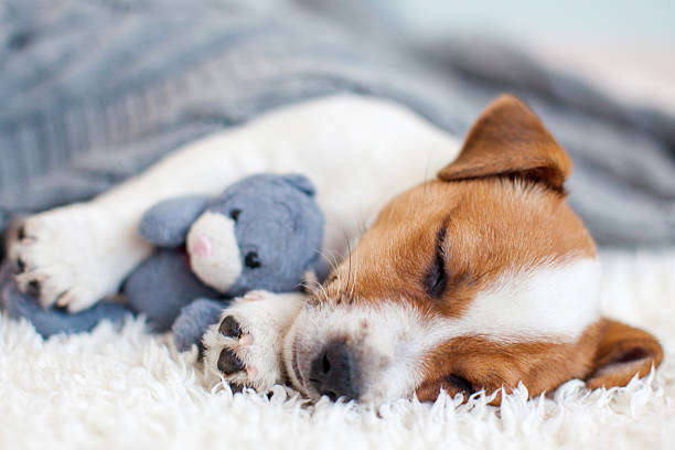 istock Little white puppy sleeping on white cozy blanket at home 2211240429