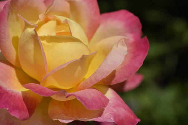 istock Colour changing rose with drops of dew. 2211240894