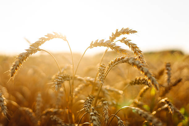 Golden wheat field at sunset. Close-up of wheat ears in the rays of the sun. Farming concept, rich harvest. Lifestyle.