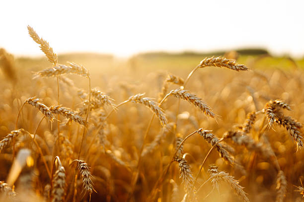 istock Golden wheat field at sunset. 2211242634