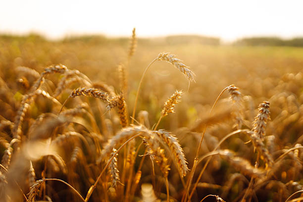 istock Golden wheat field at sunset. 2211242642