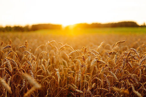 istock Golden wheat field at sunset. 2211242649