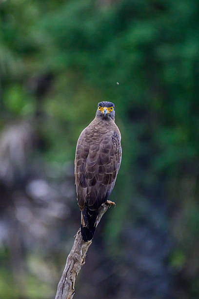istock beautiful bird in srilanka 2211242675