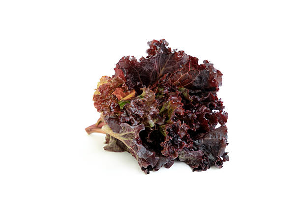 Purple lettuce isolated on white background, Fresh lettuce salad