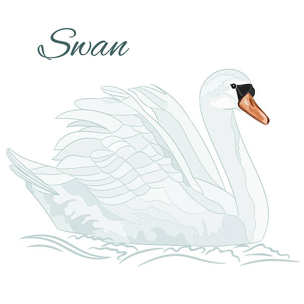 istock White swan bird floats in the water watercolor vintage on a white background vector illustration editable hand draw 2211243365