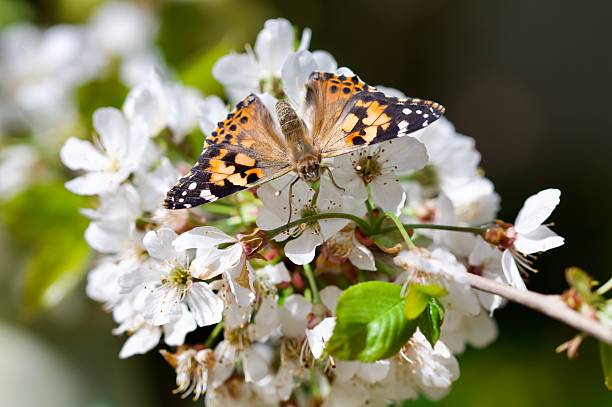 Spring flowers and butterflies
