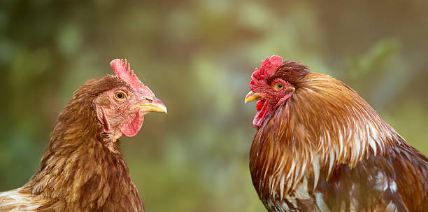 Two chickens face one another. Left: brown feathers, pink comb. Right: brown-white feathers, red comb. Blurred outdoor background adds charm.