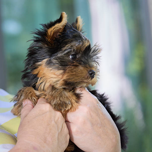 istock Yorkshire Terrier puppy, black-tan fur, held by hands, indoor setting, blurred background. 2211244518