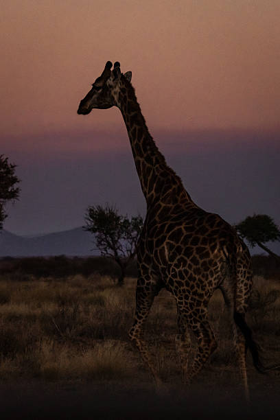 istock Giraffe at Dusk in South Africa 2211244587