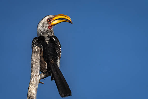 A Southern Yellow-billed Hornbill (Tockus leucomelas) rests on a weathered tree branch against a vivid blue sky, displaying its characteristic long, curved beak. This photo was taken in South Africa.