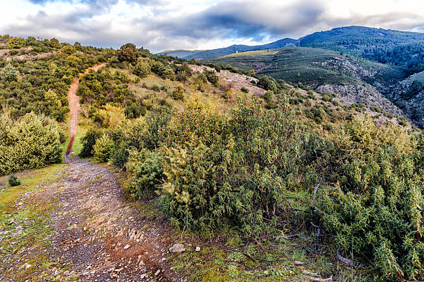 istock Sendero entre las jaras 2211244655