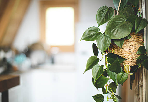 Pothos houseplant in a flower pot