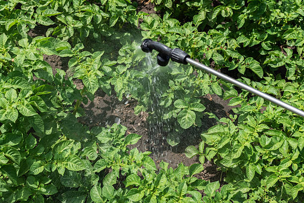 istock Potato protection close-up. Spraying potatoes. 2211246102