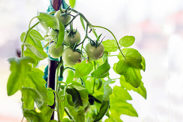 green cherry tomatoes at home. Growing vegetables on the windowsill