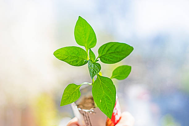 growing young pepper seedlings on a windowsill