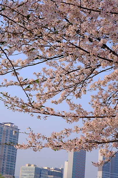 istock Sakura (Cherry blossom) blooming in spring season isolated on blur background with text space 2211246366