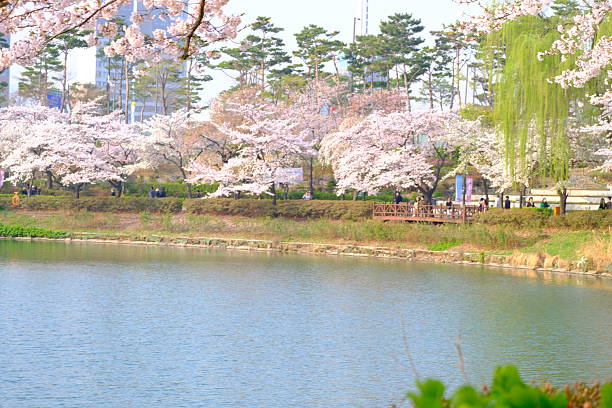 istock Sakura (Cherry blossom) blooming in spring season isolated on blur background with text space 2211246391