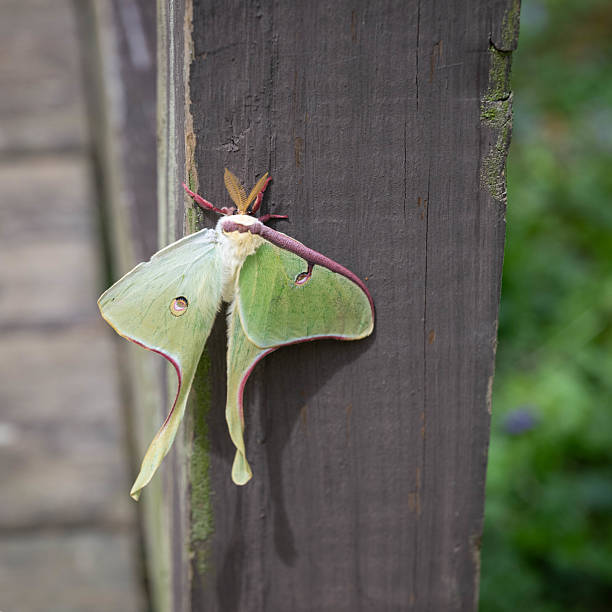Beautiful, large, pale green with magenta accents, Luna moth (Actias luna) perched on a post