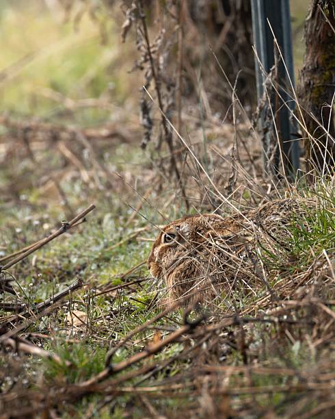 istock Hare camouflaged in natural habitat 2211247369