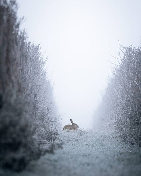 istock Solitary rabbit on a frosty path in mist. 2211247372