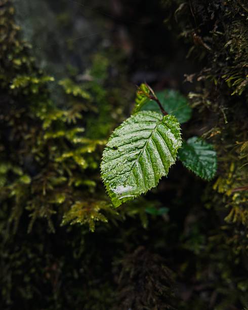 istock Close-up of a dewy green leaf against moss. 2211247436