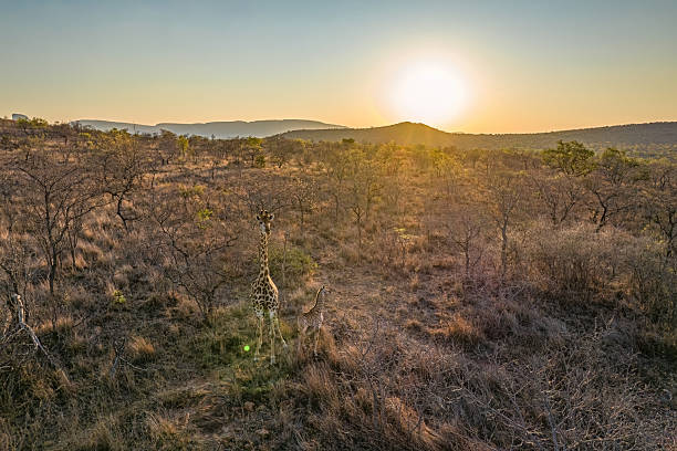 istock Golden Sunset Over the South African Bushveld 2211248283
