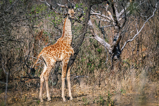 A young giraffe (Giraffa camelopardalis) stands poised in the shade of a tree, blending into the dry, rugged landscape of the South African bushveld. Its slender form and striking pattern highlight the quiet strength of Africa’s iconic animal wildlife. This photo was taken in South Africa.