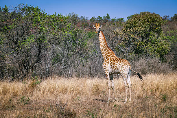 A giraffe (Giraffa camelopardalis) stands tall amid the dry grasses and lush green trees of the South African bushveld. Its long neck and graceful stance are perfectly framed by the wild beauty of this natural habitat. This photo was taken in South Africa.