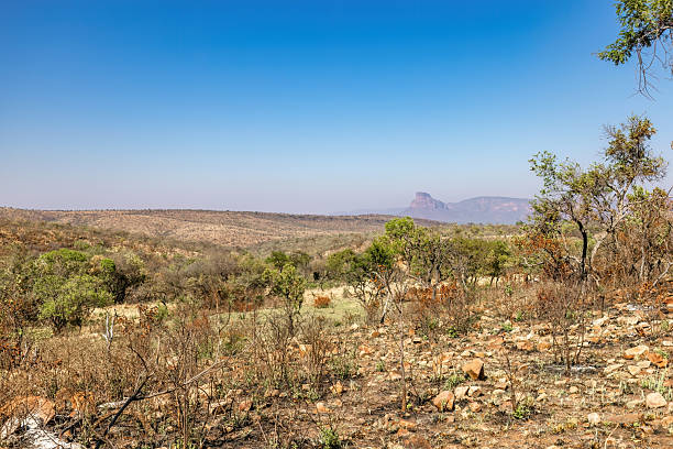 Rolling hills stretch into the distance in this sun-drenched South African bushveld scene. Sparse, green shrubs dot the rocky terrain, creating a view of wilderness beauty and quiet resilience. This photo was taken in South Africa.
