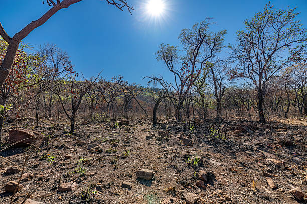 istock Burnt Bushveld After a Fire, South Africa 2211249189