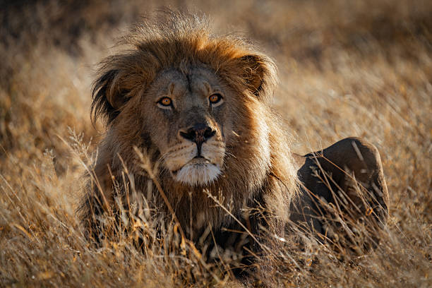 istock The Intensity of a Male Lion 2211249874