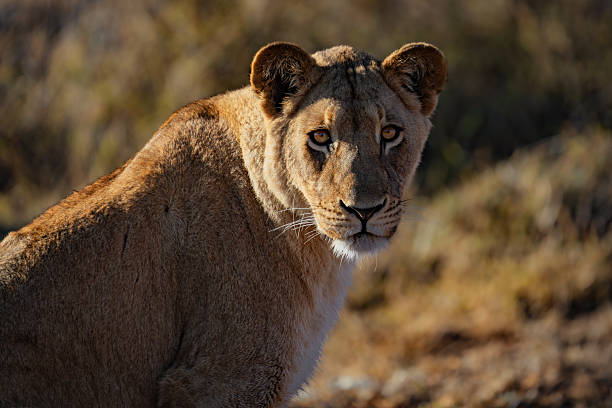 istock Close-Up of a Watchful Lioness 2211250927