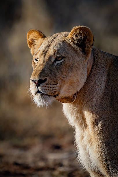 istock A Study of Focus – Lioness Eyes the Horizon 2211250945